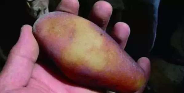 漲知識，玉也能騙人！照玉手電筒照出真相